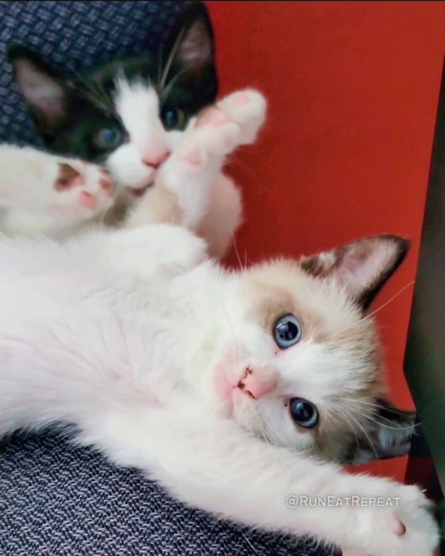 Kittens Blog
